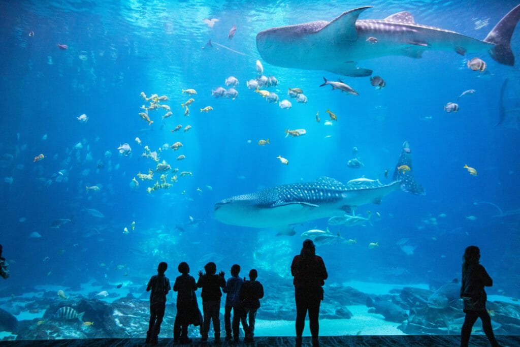 Silhouettes of people in front of aquarium tank 