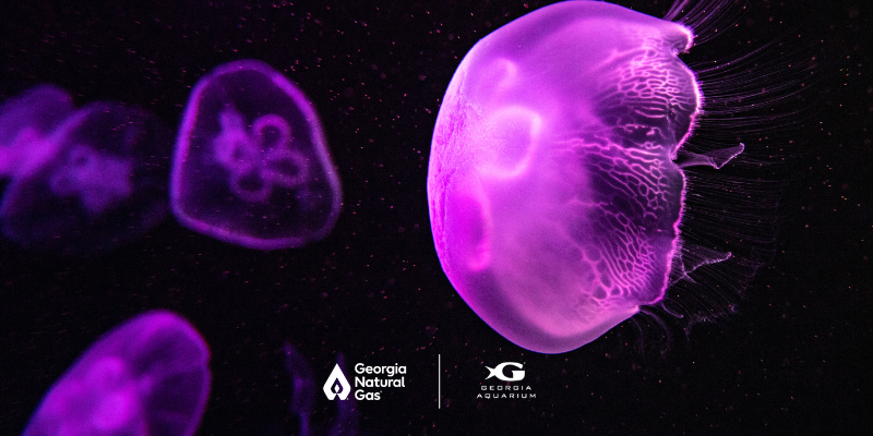 GNG and GA Aquarium Logo lock up in front of purple jellyfishes 