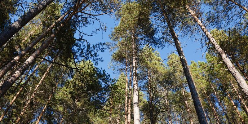 Image of trees from the perspective of looking up from the ground