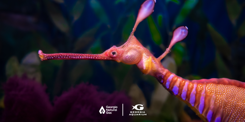Sea horse in a tank with the GNG and Georgia Aquarium logos.