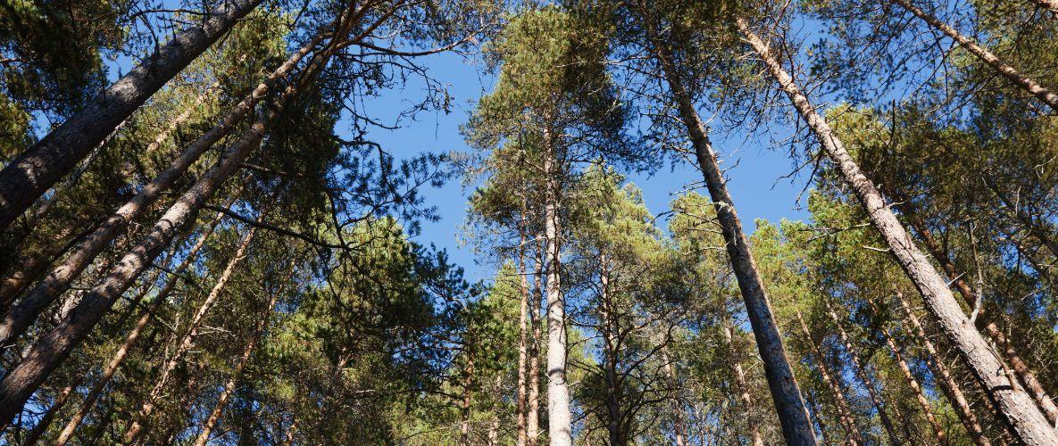 Image of trees from the perspective of looking up from the ground