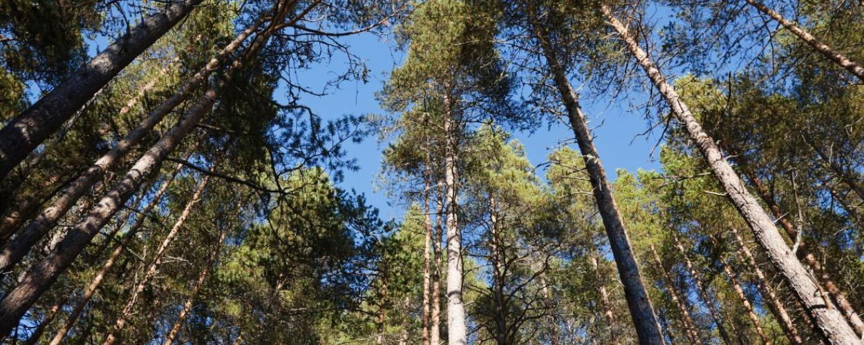 Image of trees from the perspective of looking up from the ground