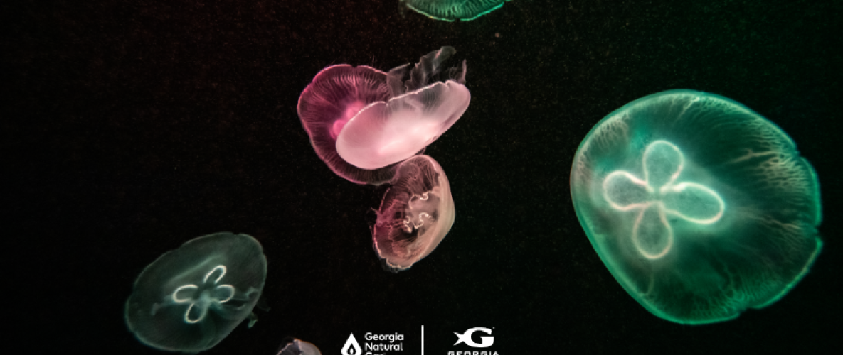 Red and green jellyfish with GNG and aquarium logos