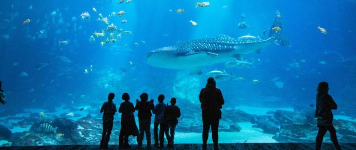 Silhouettes of people in front of tank at Georgia Aquarium 