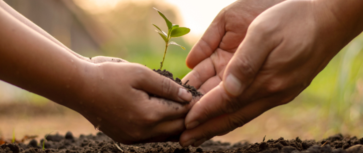 hands holding plant and dirt